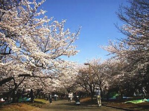 代々木公園 ヨヨギコウエン