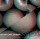 S.T.E.A.M. -DJ momoko "Boylike Upsets The Applecart" Release Party- 
